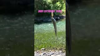 Comment if you’ve ever caught a Cutthroat Trout #trout #fishing #beautifulcanyon #riverfishing