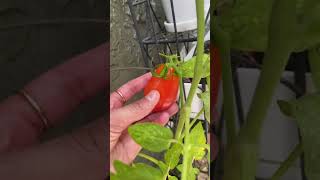 Harvesting my first Roma tomato grown in a container 🍅