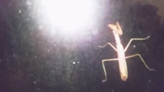 HUGE CREEPY PREYING MANTIS EATING ANOTHER BUG AND TAPPING ON WINDOW! Part 1