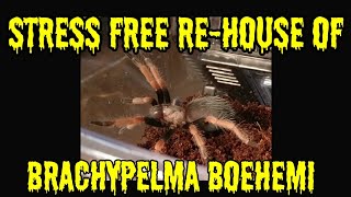 Stress Free Brachypelma Boehemi "Mexican Fire Leg"