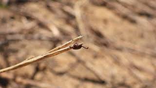 A tick waiting for a host, Gouda, South Africa