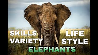 The Elephants are Amazing animal HD