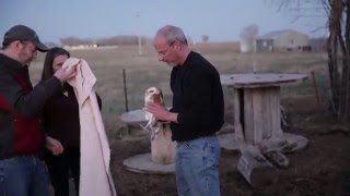 Releasing Rehab'd Barn Owls