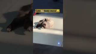 Cat 🐈 body move 😂 #funny #catlover #shorts #love