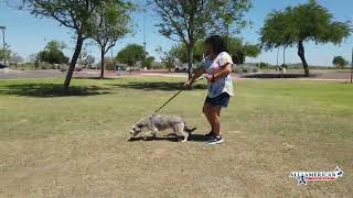 1 year old Terrier Mix I Nervous I Confidence Building I Before & After I All-American K-9