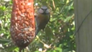 Blue tit eating peanuts