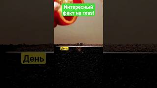 Факт на глаз!Как растёт болгаркий перец? #топ #природа #растения #жизнь #быстро  #shortsvideo