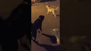 Competition between dogs