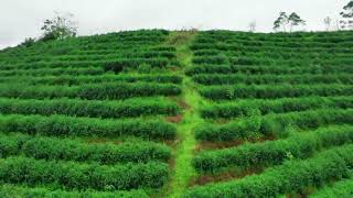 The beautiful scenery of the tea gardens in Tengxian County, Wuzhou.