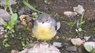 Grey Wagtails on the Lemon Sept 2022