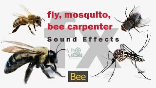 Mosquito Bee  Large Carpenter  Housefly Makhi Sound Effect