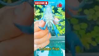 Lofstar Fish in my pond || #maserkhamar #fish #viralvideo