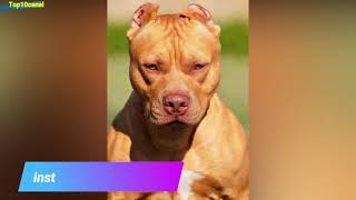 Poderoso Pitbull terrier le enseña a respetar aun Gran Rottweiler| Pitbull vs Rottweiler