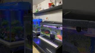 MY ALL AQUARIUM TOUR #shorts #viral #fish #aquarium #beautiful #fishlovers #fishing #4k #tour