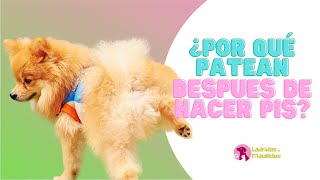 🤷🏻‍♂️ Por qué los PERROS patean hacia atrás 🐕 CAUSAS y SOLUCIONES