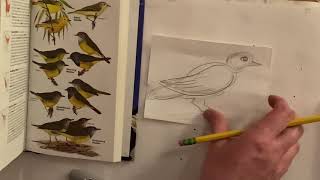 How to Draw a Bird