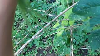 Pole sitaw harvesting