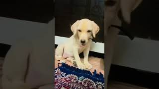 Labrador dog puppy #cute #viral