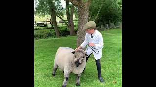 Brecon Virtual Show Sheep Young Handlers - Entry: Thomas Nash