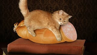 ПРИКОЛЫ С ЖИВОТНЫМИ ДО СЛЕЗ / Смешные КОТЫ 2022 / Приколы с КОТАМИ / Funny ANIMALS video #79