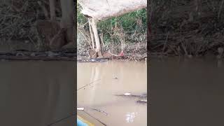 tarikan keras dibawah pohon besar || mancing udang galah