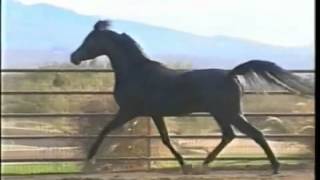 Black Arabian Stallion 2nd video flv