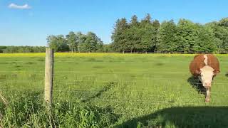 Cow Pastures Full of Yellow Buttercup Flowers