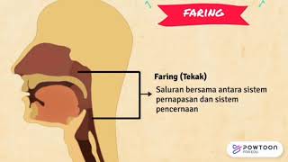 STRUKTUR ORGAN DAN MEKANISME RESPIRASI BIOLOGI KELAS XI SMA (PERTEMUAN 1)