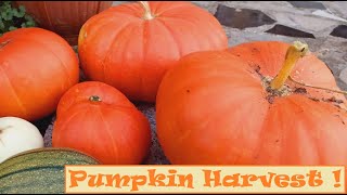 Pumpkin Harvest at Home !