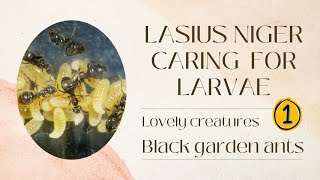 Lasius niger caring for Larvae 01