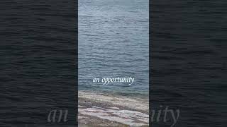 Seal in Dublin Bay #ireland #wildlife #shorts #sea