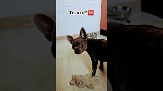 Ты кто? #смешно #смех #рек #рекомендации