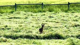 Mahd 2023… Alles richtig gemacht! Das Kitz tobt auf der gemähten Wiese!