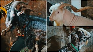 Rizwan Bhai ke Exotics 👌 || Al Mehtab Goat Farm