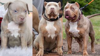 Evolução American Bully XL fêmea | Impressionante