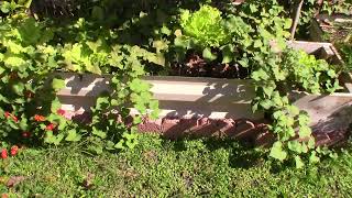 Checking in on my Vegetables! | South Florida Food Forest #gardening