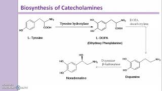 Biosynthesis of Catecholamines