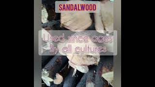 Sandal wood of India.