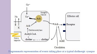 Biosynthesis of Acetylcholine