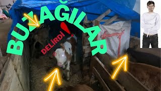 YENİ ALDIĞIM BUZAĞILAR DELİRDİ!!!/SIRF BUZAĞI İÇİN SAMANLIK KİRALADIK