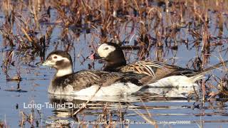 Bird Spotting Guide Rough