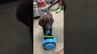 puppy knows how to use a hoverboard 😂 #shorts #shortsvideo #shortsfeed