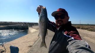 Stripebass fishing