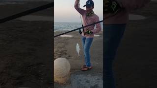 Queenfish Catch In Saudi Arabia_#fishing #queenfish #catchandrelease #viralshorts