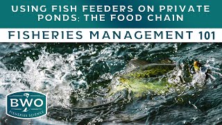 Using Fish Feeders on Private Ponds: The Food Chain - Fisheries Management 101