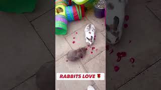 #shorts How to use your roses to give your rabbits a treat