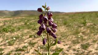 One minute Israel; the blooming desert