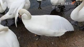 The beauty and nature of Windsor ( around Windsor Castle )