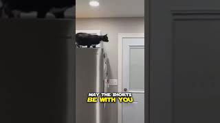 Funny Dog and Cat Actions #catfun #playfulcat #catvideos