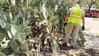 GIANT CACTUS makes Sidewalk UNUSABLE: NOBODY would TOUCH IT